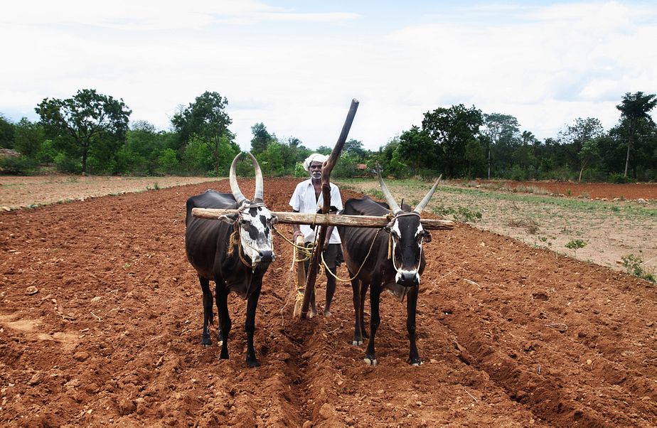 Farmers Plow Their Fields