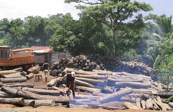Illegal logging photo essay picture