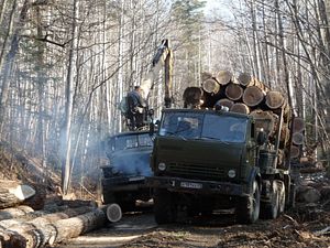 Russia’s Far East Forest Mafia
