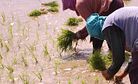 Frustrating Philippines Rice Crisis