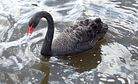 China's Black Swans