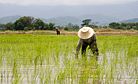 How Rice is Causing a Crisis in Thailand 