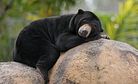 Bears Win Reprieve in Vietnam