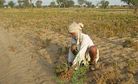 Why Do So Many Indian Farmers Commit Suicide? 