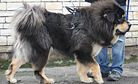 Tibetan Mastiff Stands In for African Lion at Zoo in China