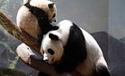 Mother Panda Yuan Yuan Meets Baby Yuan Zai in Taipei Zoo