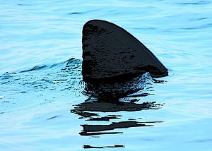 Shark Finning: Appetite for Extinction?