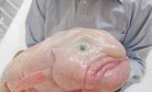 Meet Australia’s Blobfish, The World’s Ugliest Endangered Animal