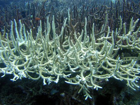 Coral Bleaching Coral Bleaching