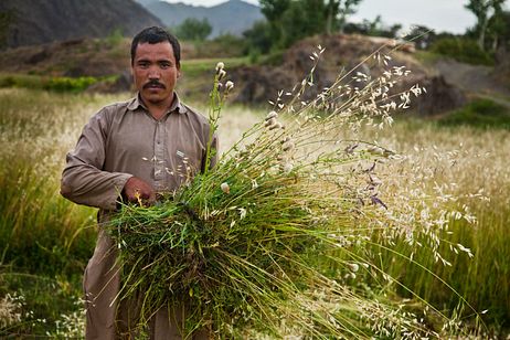 Wheat farmer in Bessoud, Wardak Wheat farmer in Bessoud, Wardak