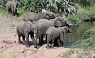 Blood Elephants: Asia’s Ivory Demand Fuels African Conflicts