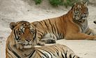 Man vs. Wild: Tiger Tug-of-War at Chinese Zoo Invokes Ire