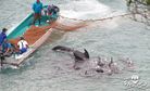 Taiji of The Cove Infamy Opens a Marine Park