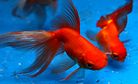 Goldfish: From Tang Dynasty Ponds to 21st Century Aquariums