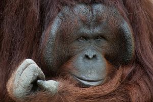 Indonesian Men Freed after Allegedly Killing, Eating Orangutan