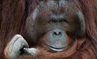 Indonesian Men Freed after Allegedly Killing, Eating Orangutan