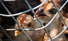 More than a Dozen Quarantined after Hong Kong Bird Flu Scare