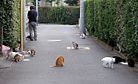 Cat Burglar: Unemployed Japanese Man Stole $185,000 to Feed Feline Friends