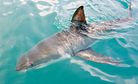 Sharks “Tweet” Their Location to Aussie Beachgoers