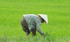 Vietnamese Rice Farmers Abandon Their Fields