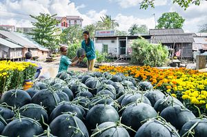 Vietnam: Back to Organic?