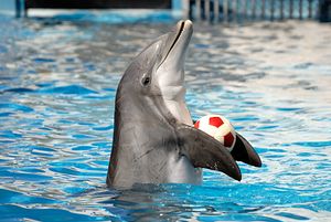 Pakistan’s Controversial Dolphin Show