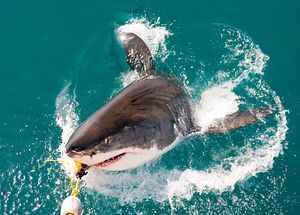 Western Australia Shark Culling: Petitions and Protests After First Kill