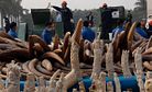 Chinese Officials Pulverize More Than 6 Tons of Illegal Ivory