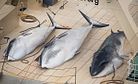 Japanese Whaling: Sea Shepherd Chases, Australia and New Zealand Litigate