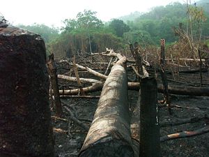 Singapore Braces for Haze Ahead of Indonesian Burn