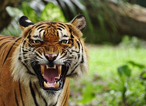 Man-Eating Tigers Terrorize Northern India, Leaving 10 Dead