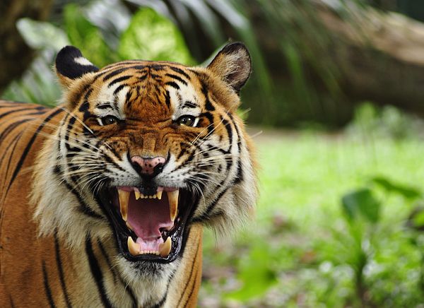 Man-Eating Tigers Terrorize Northern India, Leaving 10 Dead – The Diplomat