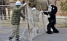 Ueno Zookeepers Catch “Escaped Gorilla” During Safety Drill