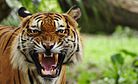 Man-Eating Tigers Terrorize Northern India, Leaving 10 Dead