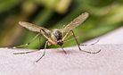 Dengue Fever on the Rise in Southeast Asia