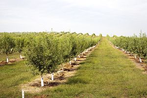California Drought Means Higher Almond Prices for Asia