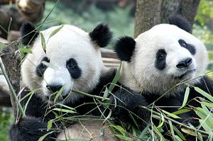 China Postpones Panda Diplomacy With Malaysia