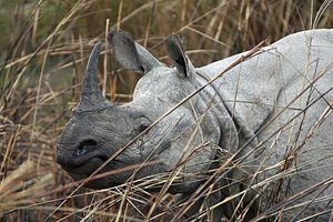 India: Dehorning the Rhino