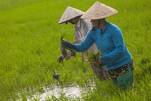 Why Can’t Vietnam Grow Better Rice?