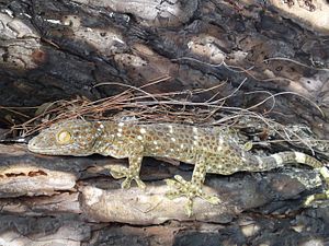 Hunting the Tokay Gecko
