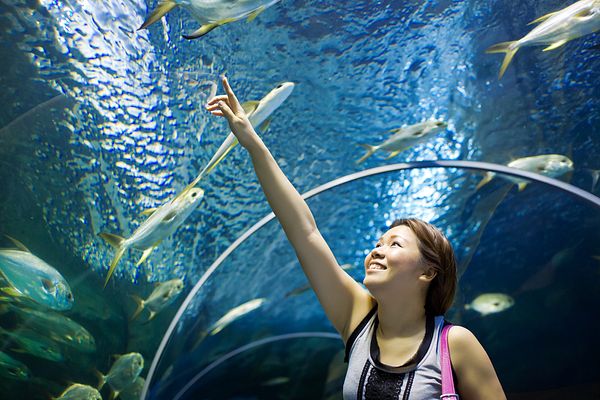'World's Largest Aquarium' Just One Superlative at China's Hengqin ... - TheDiplomat 2014 04 01 07 31 59