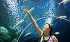 ‘World’s Largest Aquarium’ Just One Superlative at China’s Hengqin Ocean Kingdom