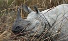 India: Dehorning the Rhino