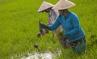 Why Can’t Vietnam Grow Better Rice?