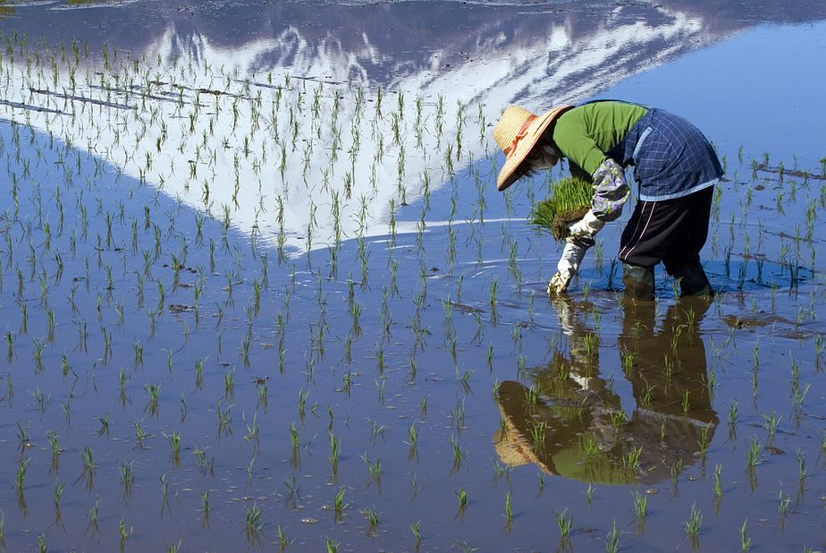 The TPP and Japanese Agriculture – The Diplomat