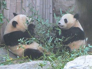 China Woos South Korea With Pandas