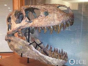 US Repatriates Mongolian Dinosaur Fossils