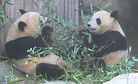 China Woos South Korea With Pandas