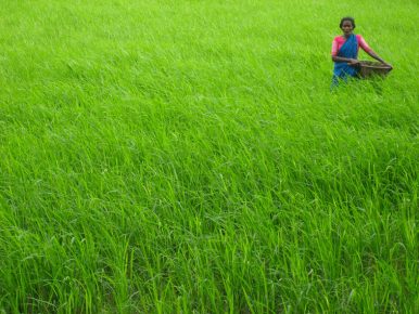 how to develop agriculture in india