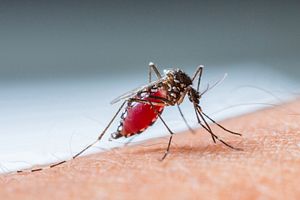 Zika Virus Hits Vietnam